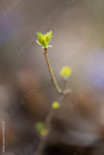 Close-up of a spring branch with young green petals - selective focus, copy space