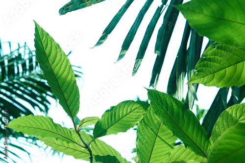 Kratom or Mitragyna speciosa in the tropical evergreen tree. It's in the coffee family and can used in traditional medicine but minor side effects may include nausea, vomiting, and constipation.