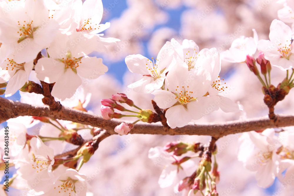 桜の花 ソメイヨシノ 桜の花 ソメイヨシノ