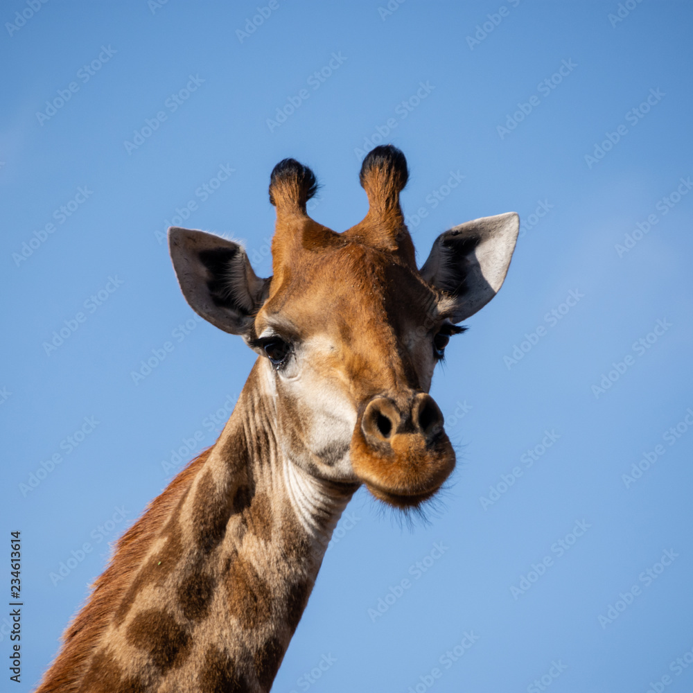 Giraffe Portrait Giraffe Portrait