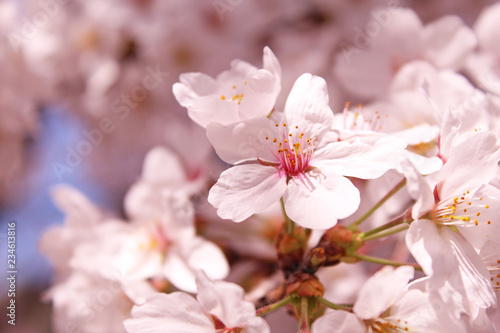桜の花 ソメイヨシノ © serena_v