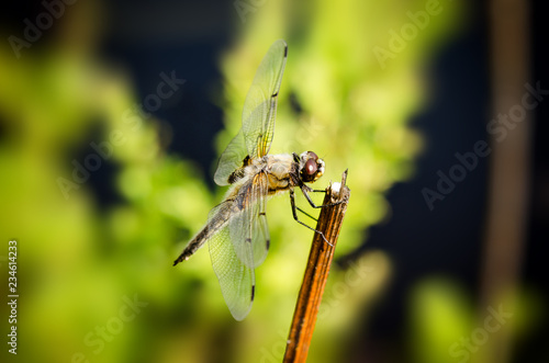 Dragonfly
