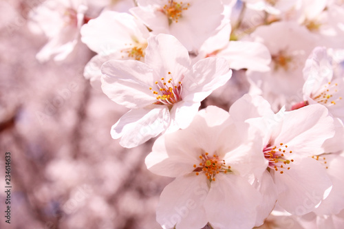 桜の花 ソメイヨシノ