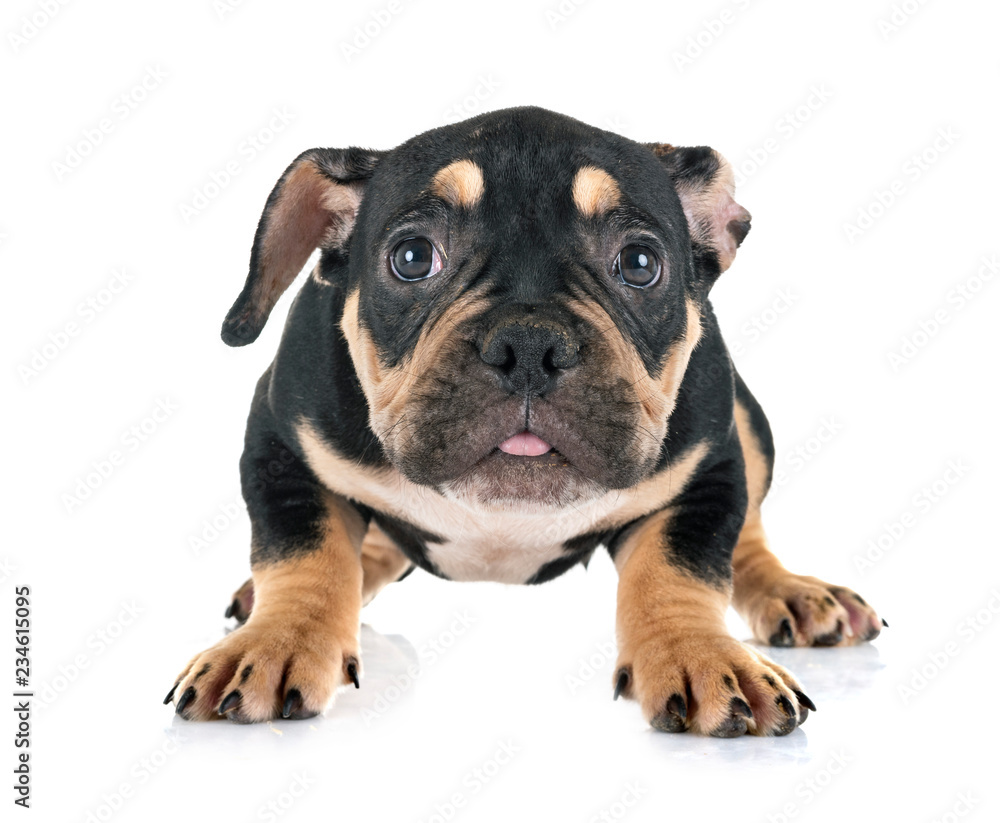 puppy american bully