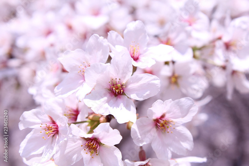 桜の花 ソメイヨシノ