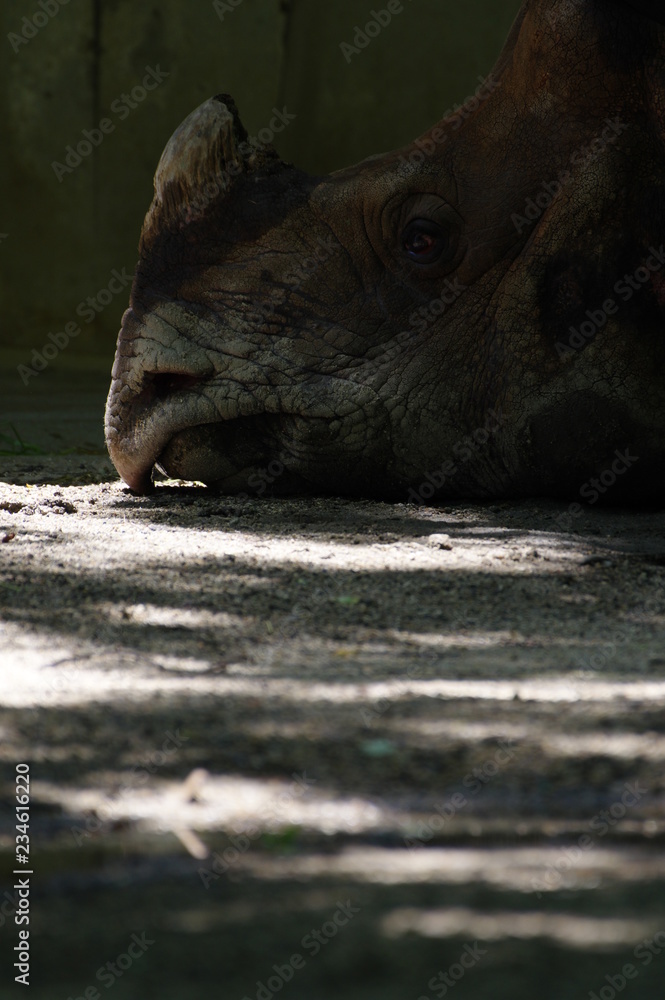 Fototapeta premium インドサイ