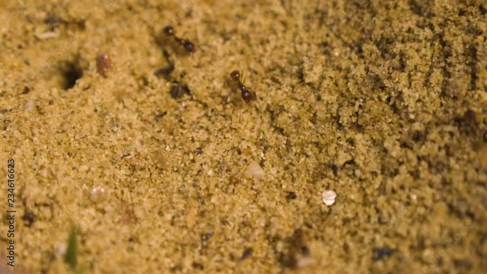 Ants in formicarium Ants in formicarium