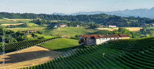 Vineyards near Barolo  Cuneo  in Langhe