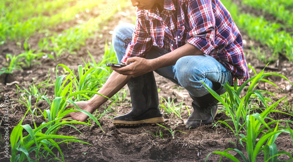 Young male farmer sitting in the corn field and using mobie phone. modern application of technologies in agricultural activities. Young male farmer sitting in the corn field and using mobie phone. modern application of technologies in agricultural activities.