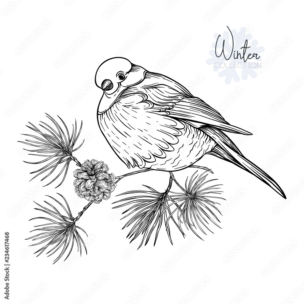 Fototapeta premium Bullfinch. Vector illustration.