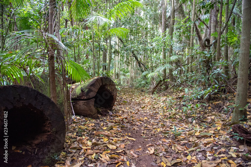 Rainforest, Mt Tamborine, Queensland
