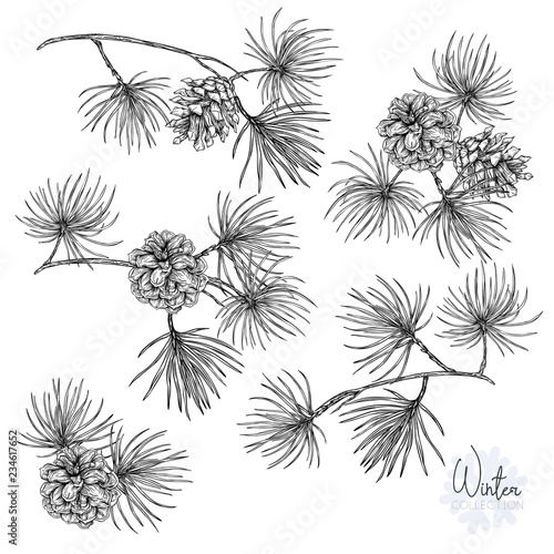 Set with a christmas plant