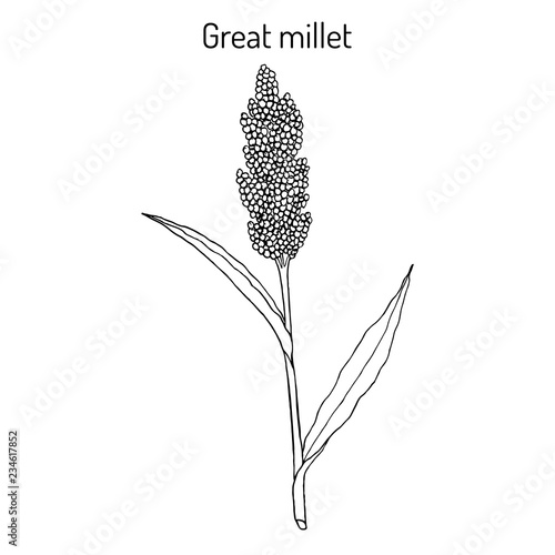 Great millet Sorghum bicolor , or durra, jowari, milo, cereal crop