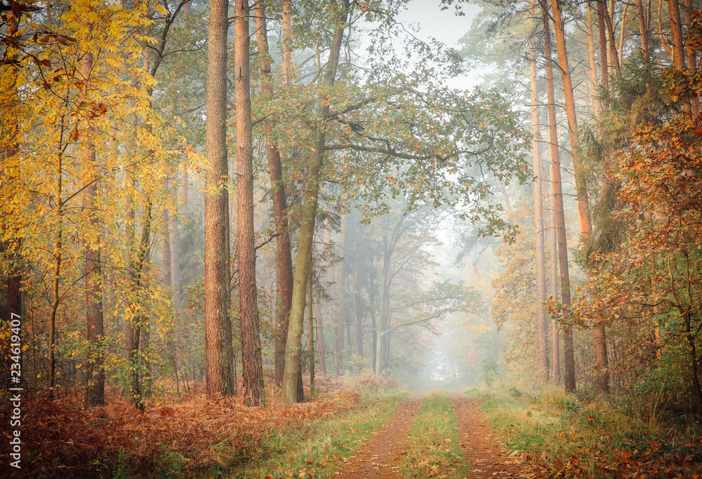 A foggy, moody view of a deciduous forest with leaves changing colors to golden and forest path covered with fallen leaves, tall straight tree trunks on both sides of the path