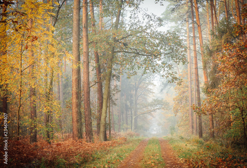 A foggy, moody view of a deciduous forest with leaves changing colors to golden and forest path covered with fallen leaves, tall straight tree trunks on both sides of the path