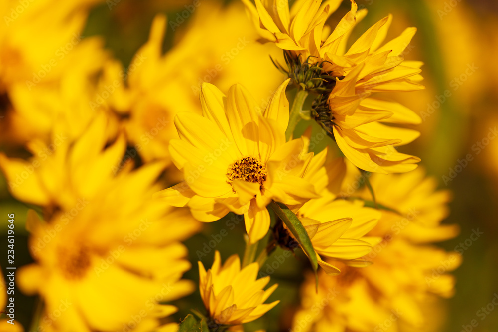 Beautiful yellow flower in the park Beautiful yellow flower in the park