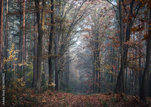 A path in deciduous forest in autumn. Fallen leaves on the footpath, high beech trees, misty morning light. In Poland