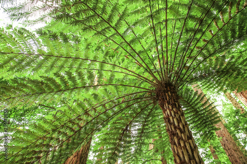 Under an umbrella of green stems of large silver tree fern. Native plant of New Zealand