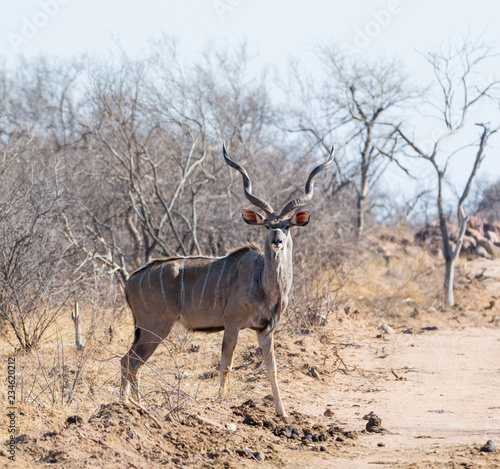 Kudu Bull