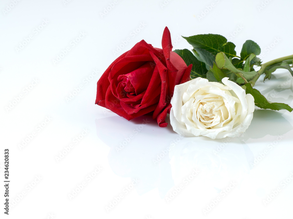 White roses with red roses on white