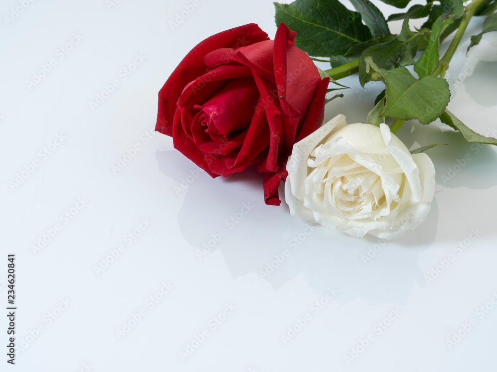 White roses with red roses on white White roses with red roses on white