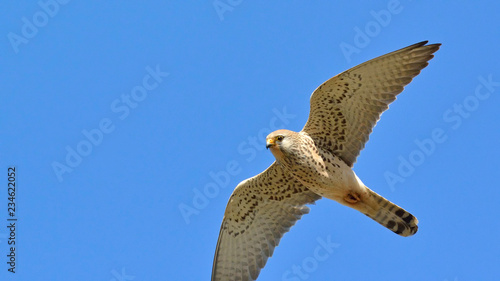 Lesser Kestrels (Falco naumanni), Greece	 photo