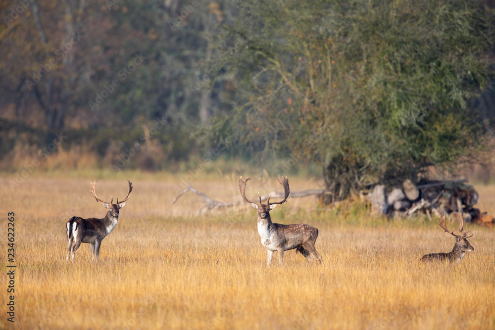 A group of Fallow Deer (Dama dama) on a meadow in the nature protection area Moenchbruch near Frankfurt, Germany. A group of Fallow Deer (Dama dama) on a meadow in the nature protection area Moenchbruch near Frankfurt, Germany.