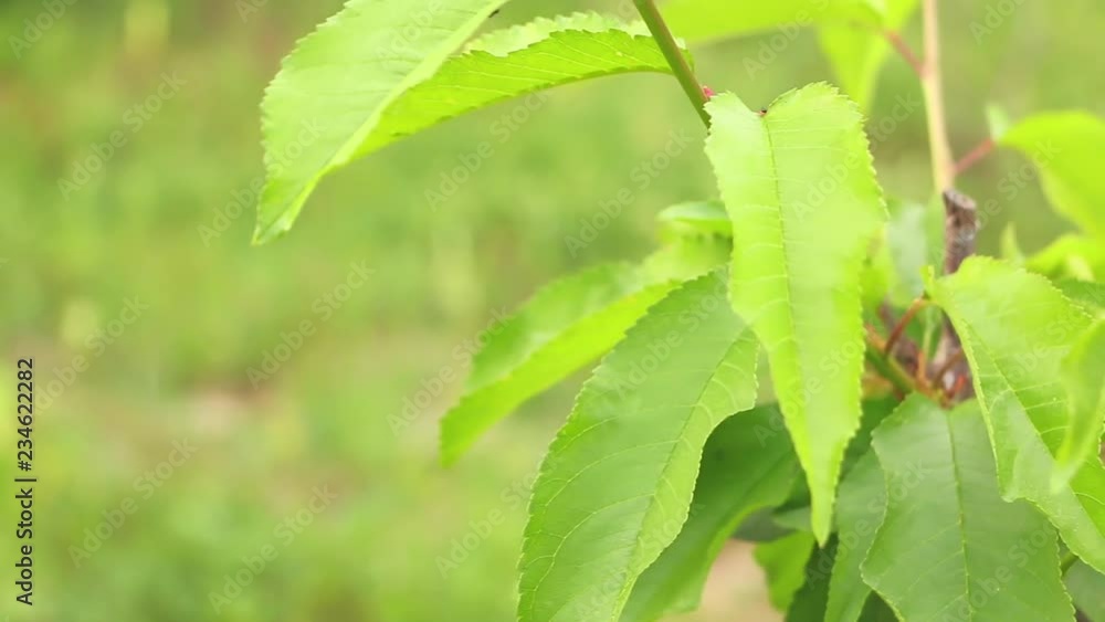 Young cherry tree close up slider shoot Young cherry tree close up slider shoot