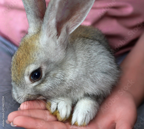 rabbit on girl's lap