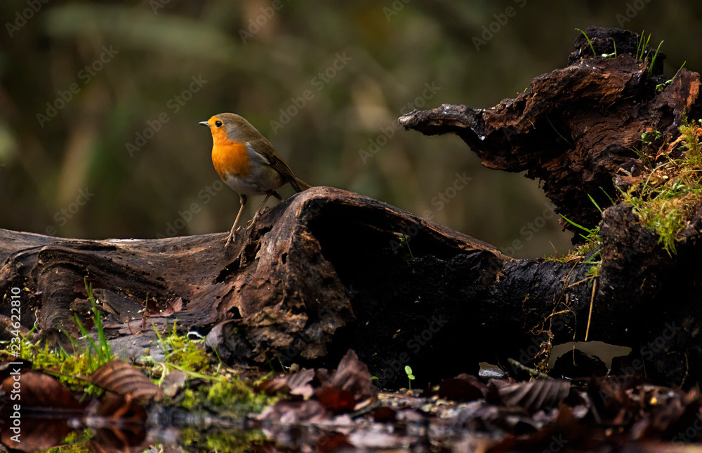 Robin bird standing on a branch in a wood in autumn Robin bird standing on a branch in a wood in autumn