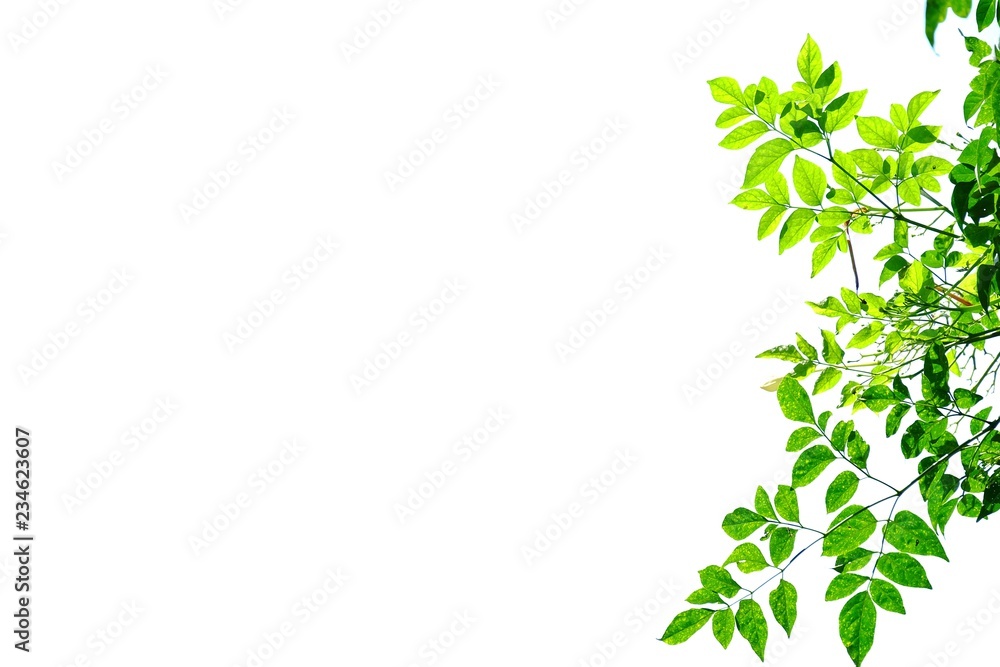 Young tropical tree leaves with branches and sunlight on white isolated background for green foliage Young tropical tree leaves with branches and sunlight on white isolated background for green foliage