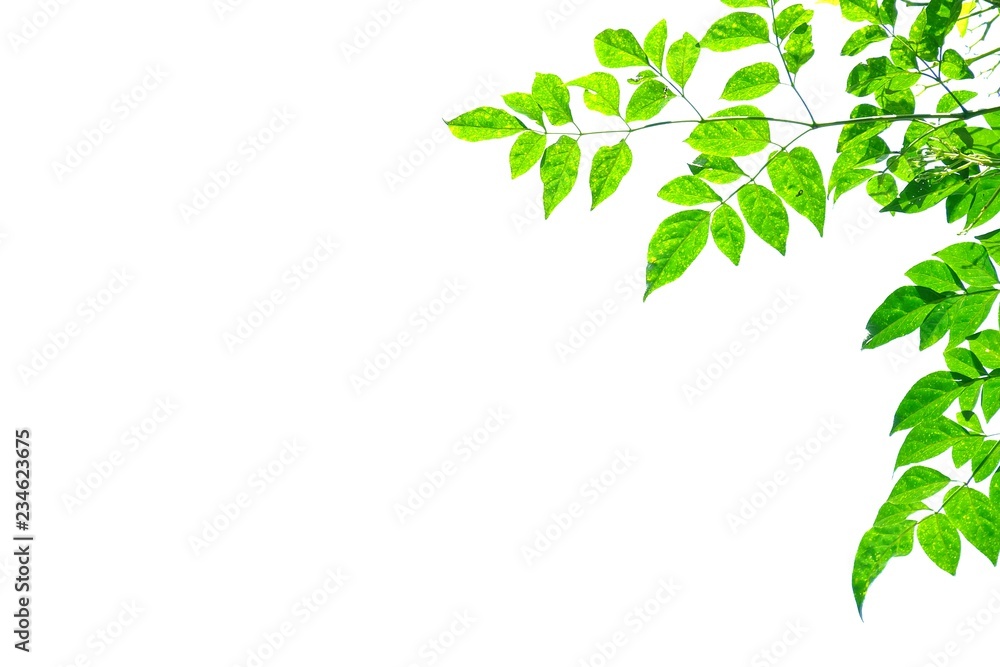 Young tropical tree leaves with branches and sunlight on white isolated background for green foliage 
