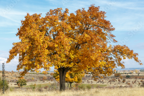 Sorbus domestica. Serbal común en otoño. photo