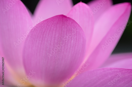 蓮　花弁