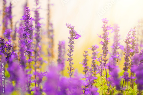 field of purple lavender flowers © adisak