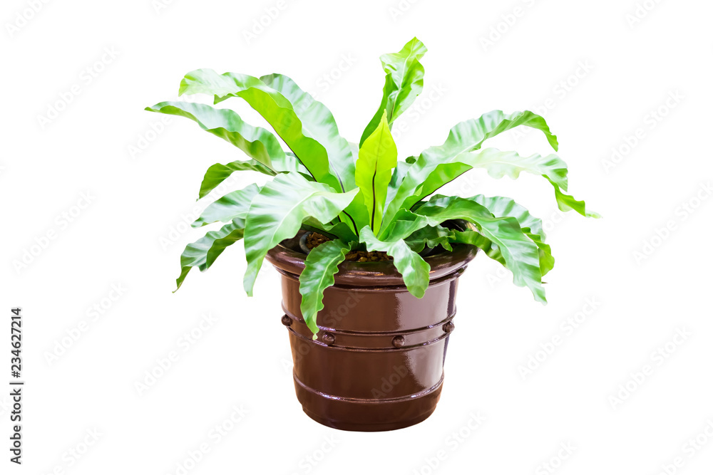 Fototapeta premium Bird’s nest fern or Scientific name Asplenium nidus. Grown in a brown potted. A sacred tree and used to decorate the garden. on white background and clipping path.