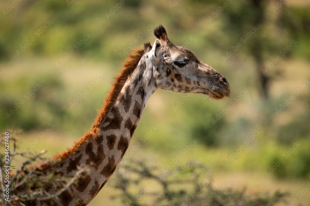 Close-up of Masai giraffe head above branches Close-up of Masai giraffe head above branches