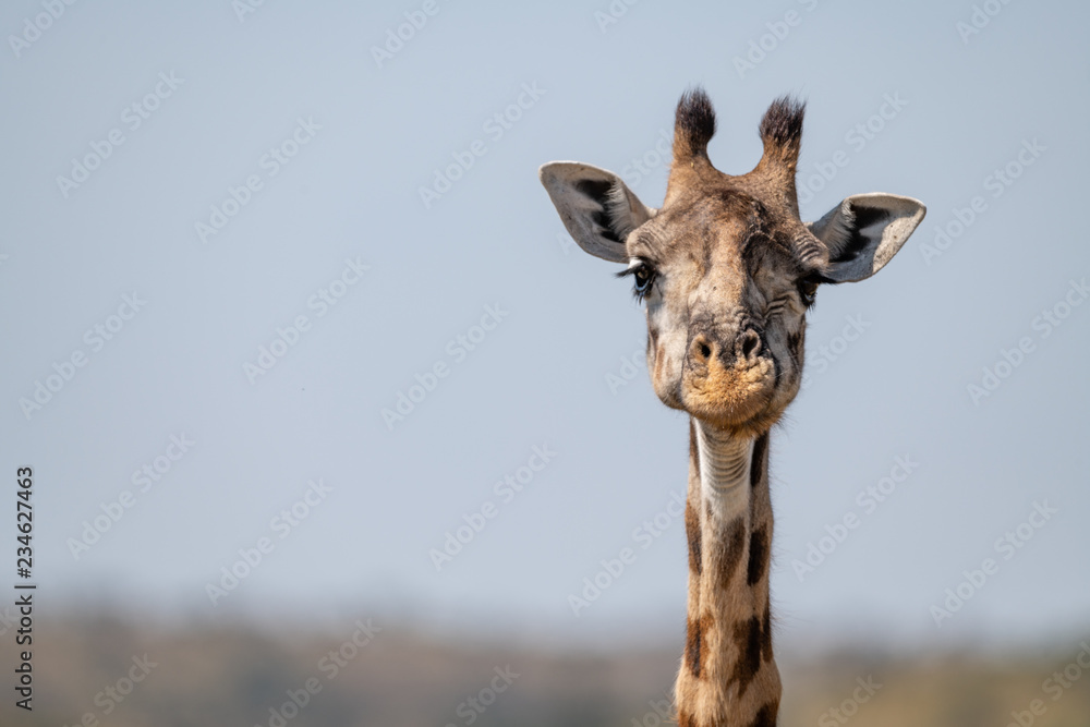 Close-up of Masai giraffe head facing camera