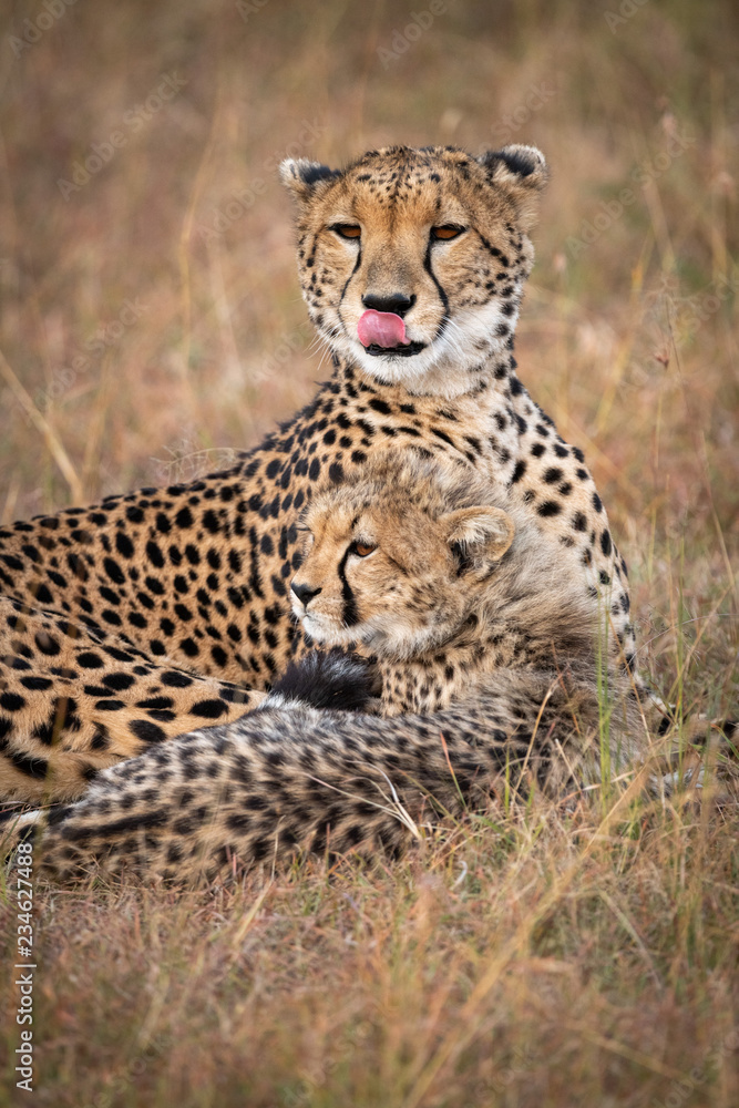 Close-up of cheetah licking lips with cub Close-up of cheetah licking lips with cub