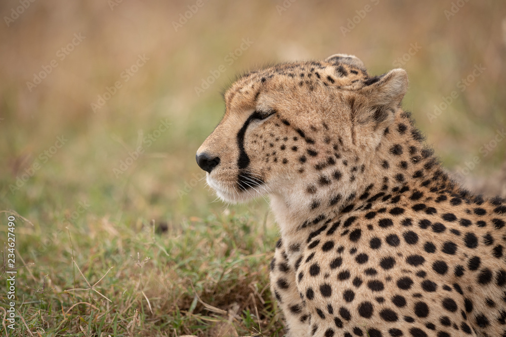 Close-up of cheetah looking ahead on grass Close-up of cheetah looking ahead on grass