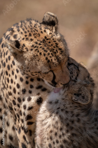 Close-up of cheetah licking head of cub