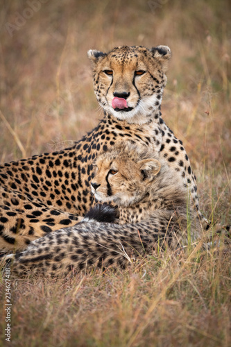 Close-up of cheetah licking lips with cub