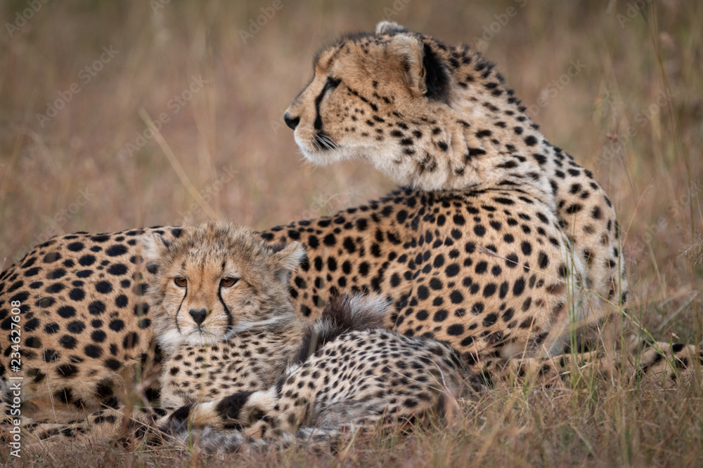 Close-up of cheetah looking back with cub Close-up of cheetah looking back with cub