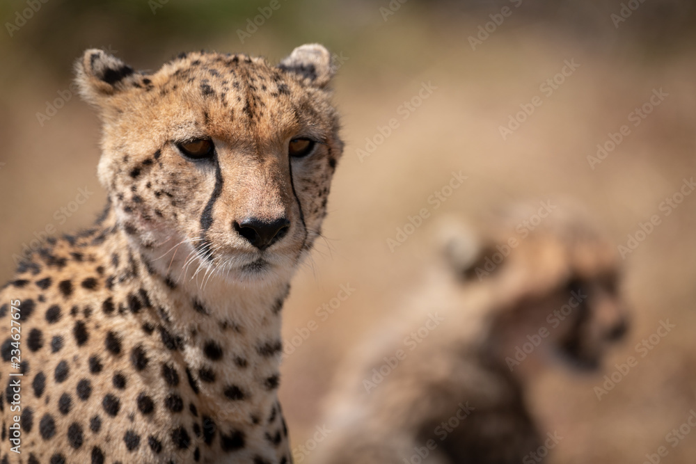 Close-up of cheetah with blurred cub behind Close-up of cheetah with blurred cub behind