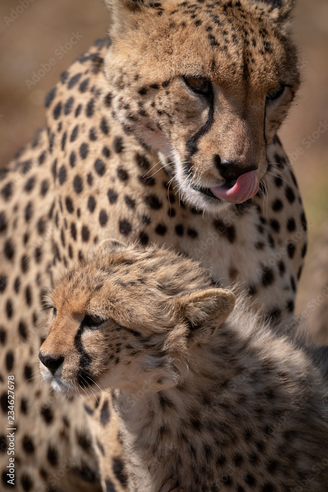 Close-up of cheetah with cub licking lips Close-up of cheetah with cub licking lips