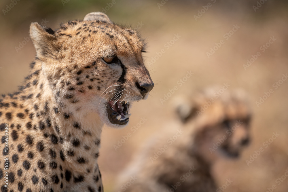 Close-up of cheetah yawning beside blurred cub Close-up of cheetah yawning beside blurred cub