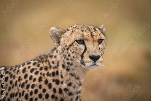 Close-up of cheetah standing staring in grassland