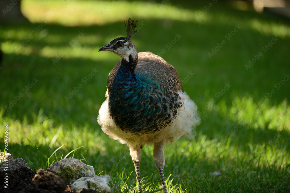 peacock on the background of green grass, zoo peacock on the background of green grass, zoo