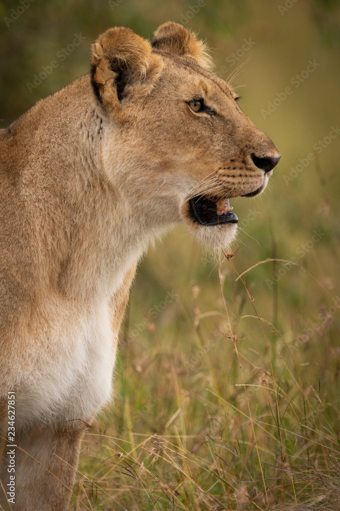 Close-up of lioness staring in long grass Close-up of lioness staring in long grass