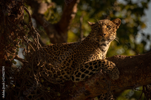 Close-up of leopard on branch looking up